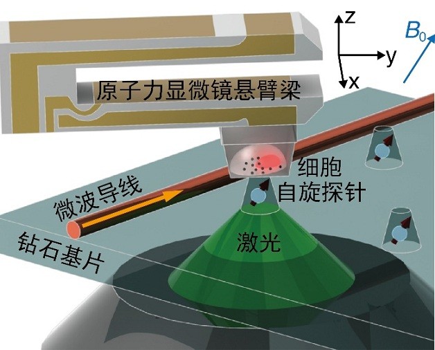 给肝癌细胞拍"超清写真"，"钻石传感器"分辨率可达10纳米