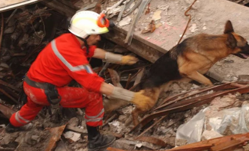 【传感头条】今日看点：犬式嗅觉传感器探测地震废墟下生命